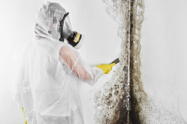 Best Home Mold Removal  in Middle Island, NY