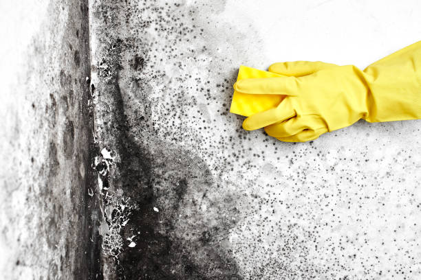 Best Black Mold Removal  in Middle Island, NY