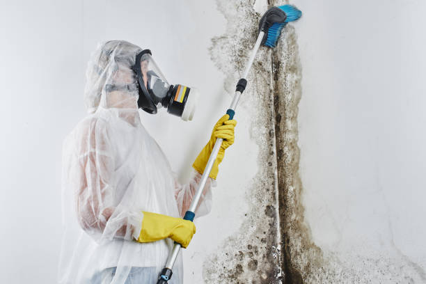 Best Professional Mold Removal  in Middle Island, NY