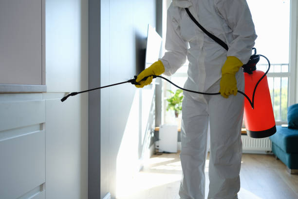 Best Fast Mold Removal  in Middle Island, NY