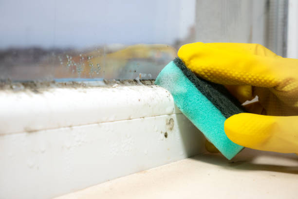 Best Commercial Mold Removal  in Middle Island, NY