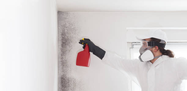 Best Mold Removal Company Near Me  in Middle Island, NY