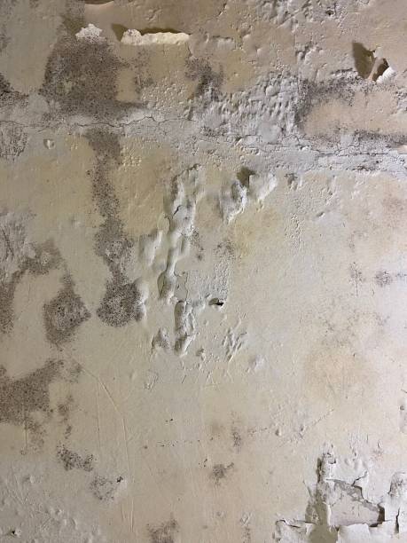 Mold Removal Process in Middle Island, NY