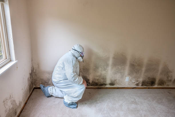 Best Mold Removal and Inspection  in Middle Island, NY