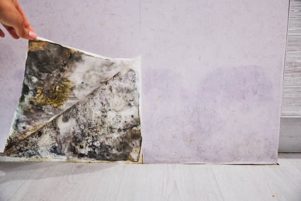 Best Home Mold Removal  in Middle Island, NY